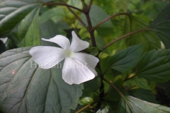 Thunbergia fragrans var. laevis